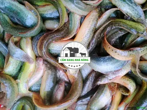 Tại Sao Nên Nuôi Cá Chạch Trong Thùng Xốp?
