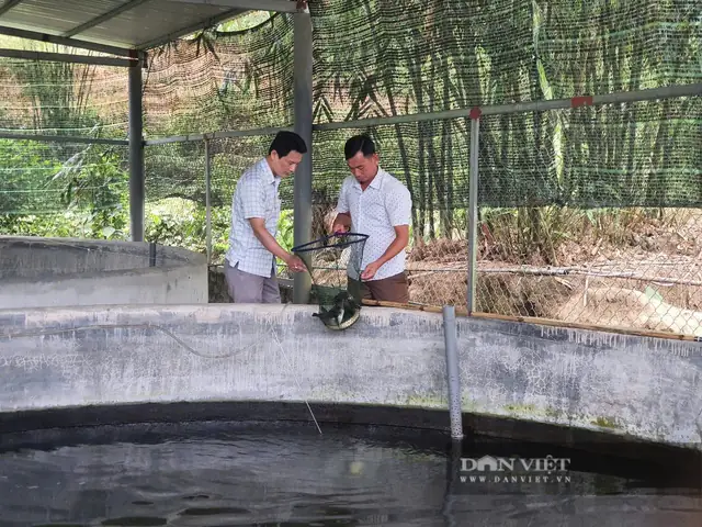 Nuôi Cá Chình Ở Đà Nẵng