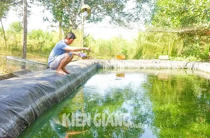 Đây Là Loài Cá Đặc Sản Nước Ngọt, Nuôi Thành Công Ở Đảo Phú Quốc, Hễ Bán Là Là Giàu Xuống Tiền Mua Ngay - Ảnh 1.