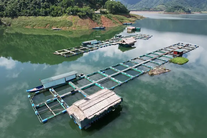Ngắm Khu Nuôi Cá Đặc Sản Trên Hồ Nước Ngọt Lớn Nhất Thanh Hóa - Ảnh 5.