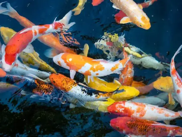 Lựa Chọn Loại Cá Koi