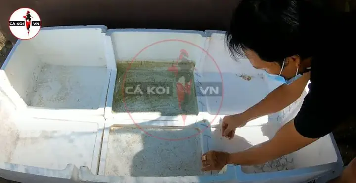 Cách Làm Hồ Cá Koi Bằng Thùng Xốp