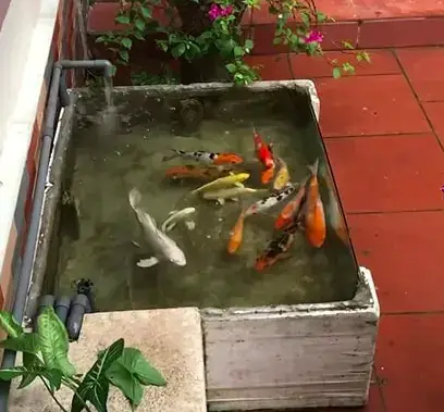 Cá Dễ Sinh Sản Hơn