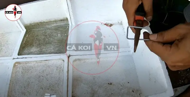 Cách Làm Hồ Cá Koi Bằng Thùng Xốp