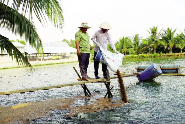 Nhiều Năm Liền, Ông Trần Văn Hướng Nuôi Cá Đều Thành Công Nhờ Sử Dụng Thức Ăn Cá Lóc Nhãn Hiện Up Ảnh: Nguyên Chi