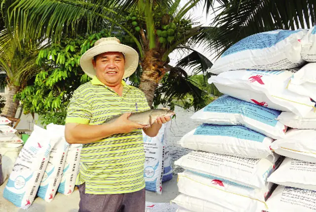 Nuôi Cá Lóc Bằng Thức Ăn Công Nghiệp