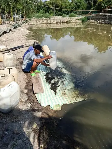 Mô Hình Nuôi Cá Lóc Trong Ao Đất