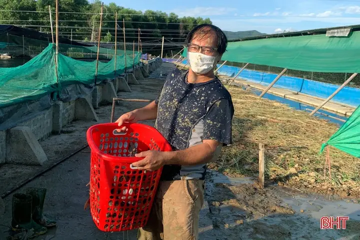 (baohatinh.vn) - Sau 4 Năm Triển Khai Nuôi Cá Lóc Trong Bể Xi Măng, Anh Nguyễn Văn Nguyên (sn 1976, Ở Thôn Bàu Am, Xã Lưu Vĩnh Sơn, Huyện Thạch Hà, Hà Tĩnh) Đánh Giá: Mô Hình Có Nhiều Ưu Điểm Như Cá Ít Nhiễm Bệnh, Dễ Chăm Sóc, Hiệu Quả Kinh Tế Cao...