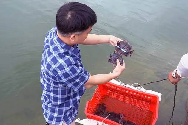Nuôi Cá Nâu Công Nghiệp