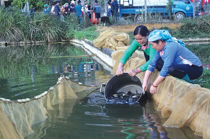 Cải Tạo Ao