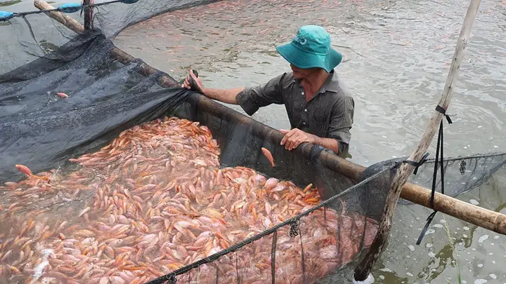 Từng Bước Xây Dựng Mô Hình Nuôi Cá Nước Ngọt: Đầu Tư Sinh Lời