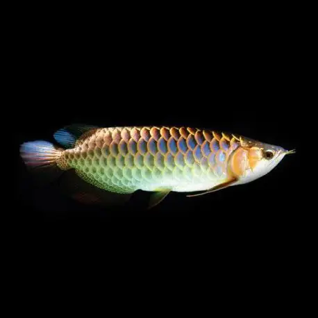 Kỹ Càng Trong Việc Chọn Giống Cá