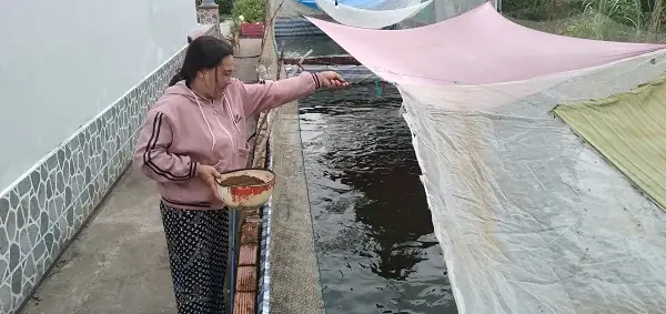 Đào Ao Trong Vườn Nuôi Cá Rô Đồng Dày Đặc, Một Chị Nông Dân Cà Mau Nuôi Không Kịp Cho Thương Lái Mua - Ảnh 1.