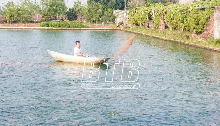Thu Tiền Tỷ Từ Nuôi Cá Rô Đồng