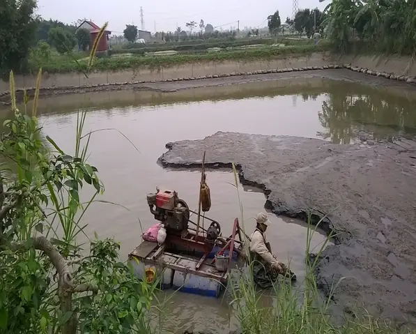 Hướng Dẫn Kỹ Thuật Nuôi Cá Rô Phi Thương Phẩm Trong Ao An Toàn Thực Phẩm