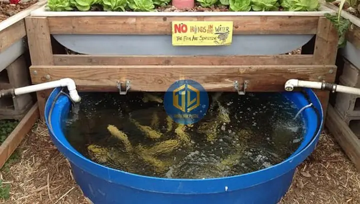 Nuôi Cá Rô Đồng Trong Thùng Nhựa