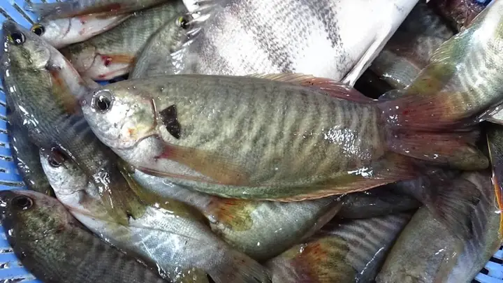 Kỹ Thuật Nuôi Cá Sặc Rằn