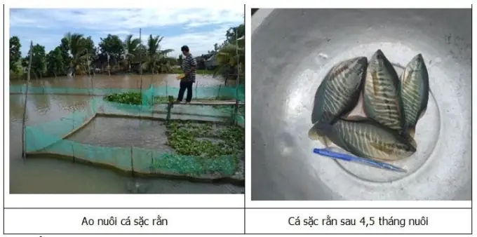 Nuôi Cá Sặc Rằn Nuôi Cá Sặc Rằn