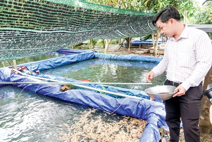 Nuôi Cá Tai Tượng Trong Bể Bạt: Đầu Tư Ít, Thu Nhập Ổn Định, Dễ Dàng Quản Lý