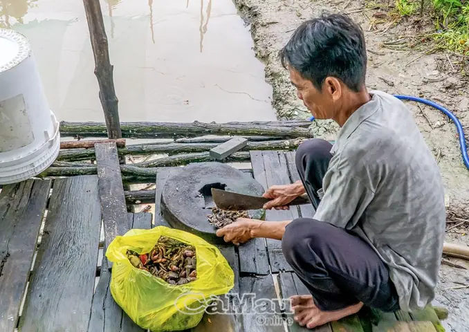 Cá Thòi Lòi Được Xem Là Đặc Sản Của Huyện Ngọc Hiển, Chúng Sinh Sống Ở Sông, Kênh Rạch... Cá Thòi Lòi Rất Hiếm Người Nuôi, Nhưng Ông Nguyễn Văn Hiền, Ấp Cái Mòi, Xã Ðất Mũi, Huyện Ngọc Hiển, Đã Thí Nghiệm Mô Hình Này, Bước Đầu Hiệu Quả Khả Quan.