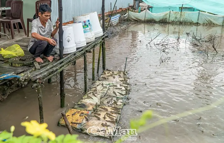 Cá Thòi Lòi Được Xem Là Đặc Sản Của Huyện Ngọc Hiển, Chúng Sinh Sống Ở Sông, Kênh Rạch... Cá Thòi Lòi Rất Hiếm Người Nuôi, Nhưng Ông Nguyễn Văn Hiền, Ấp Cái Mòi, Xã Ðất Mũi, Huyện Ngọc Hiển, Đã Thí Nghiệm Mô Hình Này, Bước Đầu Hiệu Quả Khả Quan.