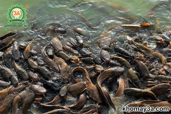 Cách Nuôi Cá Trê Trong Bể Xi Măng