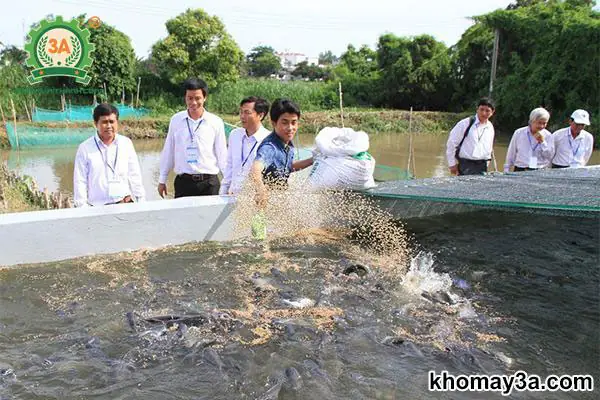 Kỹ Thuật Nuôi Cá Trê Trong Bể Xi Măng