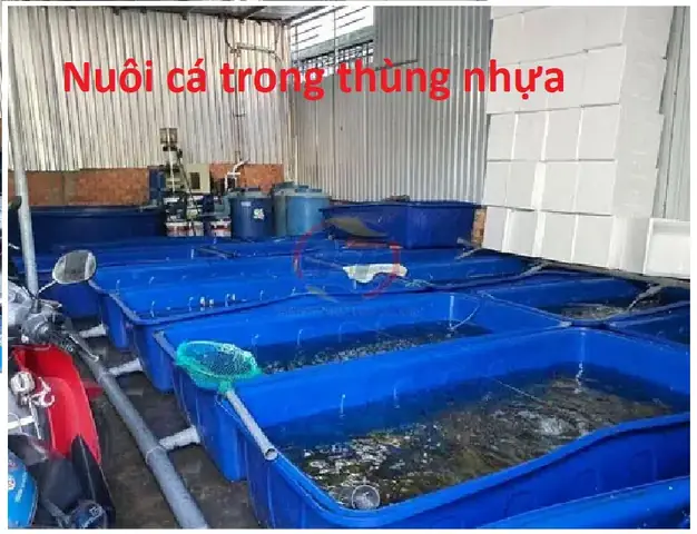 Kỹ Thuật Nuôi Cá Trê Trong Bể Nhựa ( Thùng Nhựa)