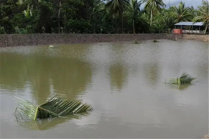 Chuẩn Bị Ao Nuôi.