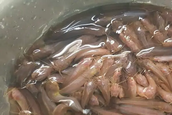 Chọn Và Thả Giống.