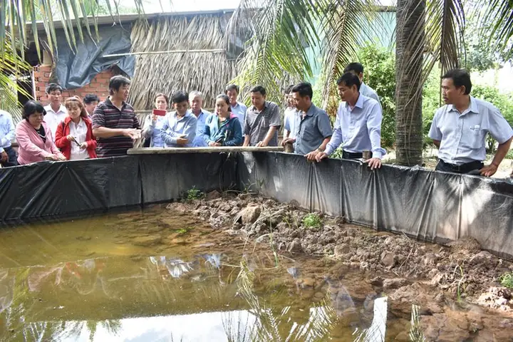 Nuôi Cá Trong Bể Lót Bạt Nuôi Cá Trong Bể Lót Bạt