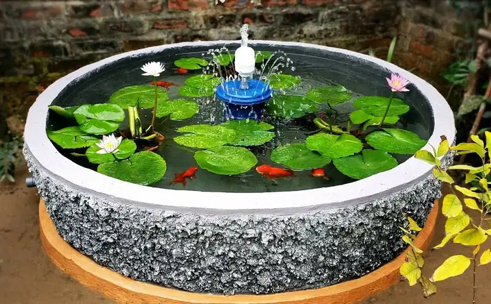 Nuôi Cá Trong Chậu Nhựa: Hướng Dẫn Chi Tiết Cho Người Mới Bắt Đầu