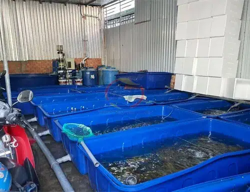 Nuôi Cá Trong Chậu Nhựa: Hướng Dẫn Chi Tiết Cho Người Mới Bắt Đầu