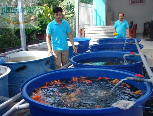 Nuôi Cá Trong Chậu Nhựa: Hướng Dẫn Chi Tiết Cho Người Mới Bắt Đầu