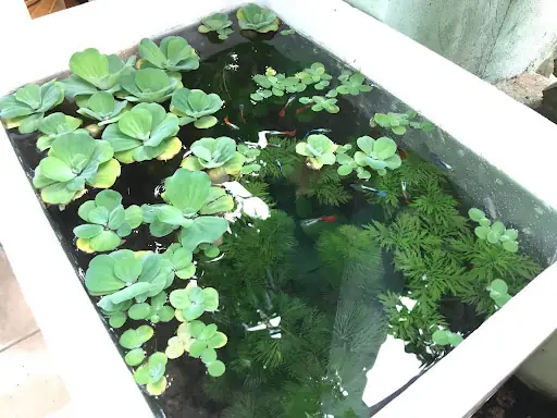 Ưu Điểm
