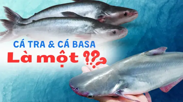 Pangasius Là Cá Gì? Tổng Quan Về Loài Cá Da Trơn Kinh Tế
