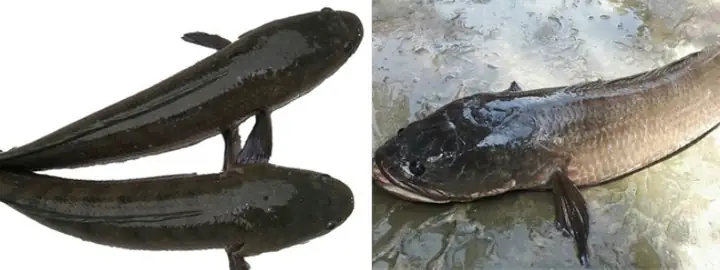 Cách Phân Biệt Cá Lóc Đồng Và Cá Lóc Sông