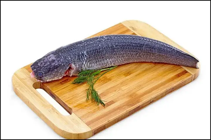 Tổng Quan Về Cá Lóc (cá Quả/cá Chuối)
