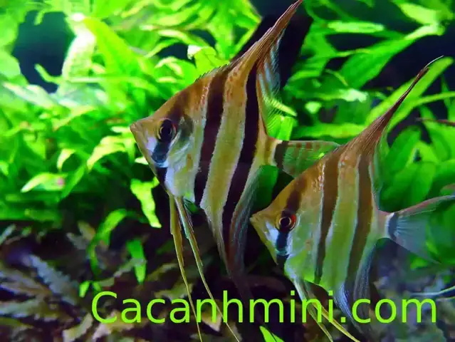 Tại Sao Việc Phân Biệt Giới Tính Cá Thần Tiên Lại Quan Trọng?