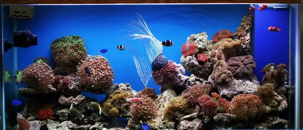 Phông Nền Tranh 3d Hồ Cá Rồng