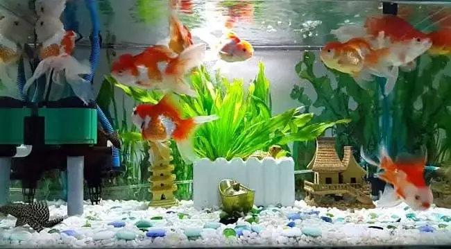 Phụ Kiện Cá Cảnh: Hướng Dẫn Chi Tiết Từ A-z Cho Người Mới Bắt Đầu Phụ Kiện Cá Cảnh: Hướng Dẫn Chi Tiết Từ A-z Cho Người Mới Bắt Đầu