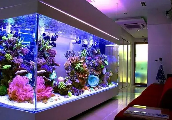 Phụ Kiện Cá Cảnh Hải Phòng: Cẩm Nang Toàn Diện Từ Cá Cảnh Quân