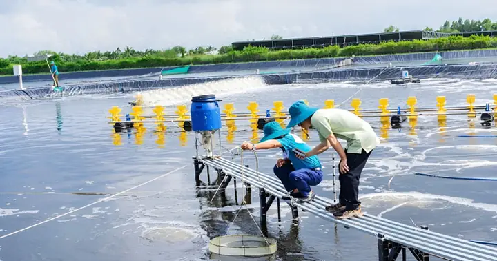 Quy Trình Chuẩn Bị Ao Nuôi Tôm