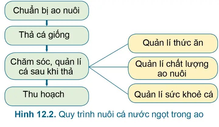 Quy Trình Nuôi Cá: Hướng Dẫn Chi Tiết Từ A-z Cho Người Mới Bắt Đầu