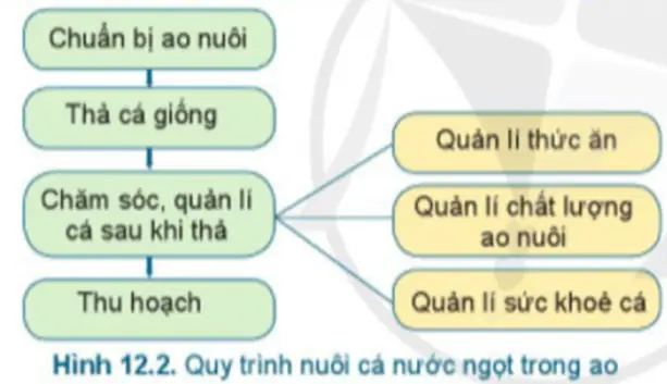 Công Nghệ Lớp 7 Bài 12: Quy Trình Nuôi Cá Nước Ngọt Trong Ao