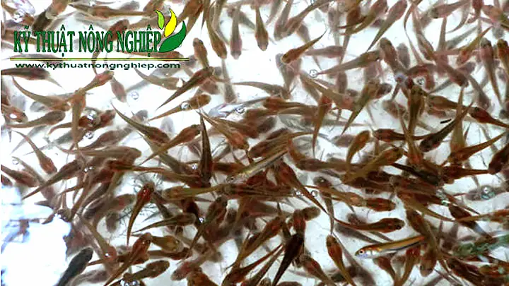 Cá Giống Phải Khỏe Mạnh, Không Bị Nhiễm Bệnh Và Mau Lớn.