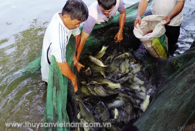 Sau 8 Tháng, Cá Có Thể Thu Hoạch Ảnh: Diệp Thanh Sau 8 Tháng, Cá Có Thể Thu Hoạch Ảnh: Diệp Thanh
