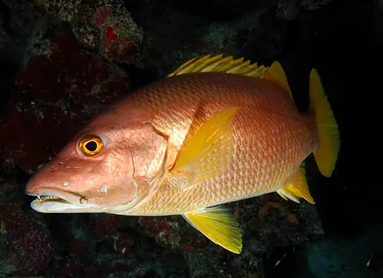 Red Snapper Là Cá Gì