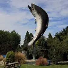 Salmon Là Cá Gì