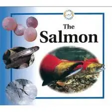 Salmon Là Cá Gì